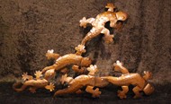 Picture of geckos