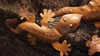 Bild von Geckos