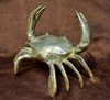 Picture of crab